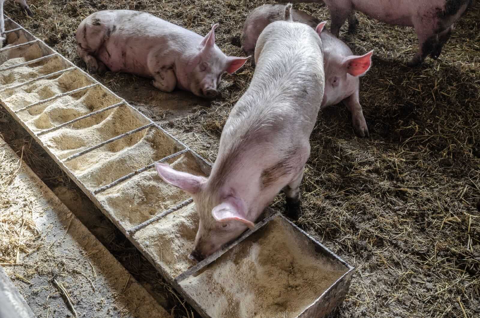 Hogs Rally into the Weekend