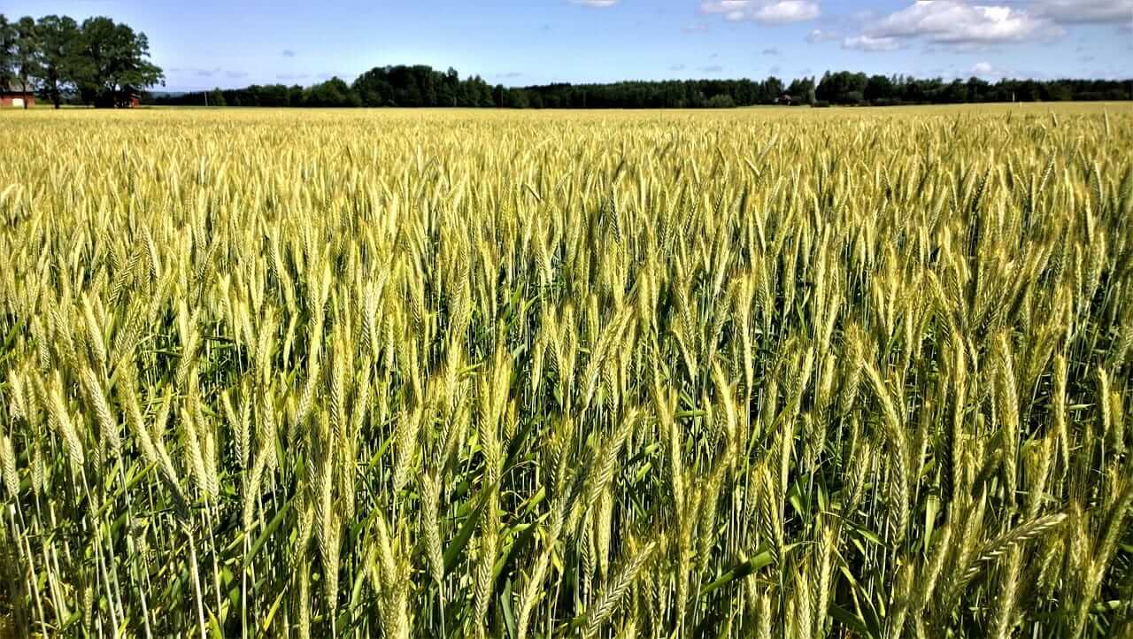 Wheat Extends to 3-year Highs on Thursday